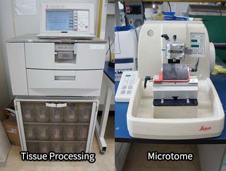 Tissue Processing/Microtome/Cryotome